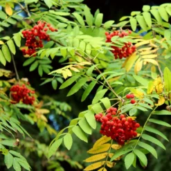 Mountain Ash Rowan Tree | Sorbus Aucuparia 19 Mountain Ash Rowan Tree | Sorbus Aucuparia -Plant Promotion Shop ORN0009 7