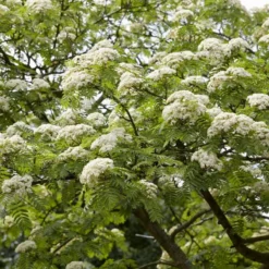 Mountain Ash Rowan Tree | Sorbus Aucuparia 12 Mountain Ash Rowan Tree | Sorbus Aucuparia -Plant Promotion Shop ORN0010spring
