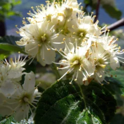 Whitebeam Tree | Sorbus Aria 'Lutescens' -Plant Promotion Shop ORN0012 2