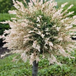 Flamingo Willow Tree | Salix Integra Hakuro Nishiki -Plant Promotion Shop ORN0014 1 1