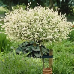 Flamingo Willow Tree | Salix Integra Hakuro Nishiki -Plant Promotion Shop ORN0014 3