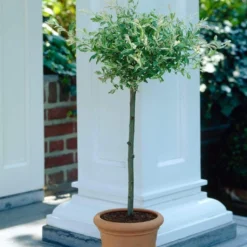 Flamingo Willow Tree | Salix Integra Hakuro Nishiki -Plant Promotion Shop ORN0014 4