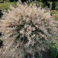 Flamingo Willow Tree | Salix Integra Hakuro Nishiki -Plant Promotion Shop ORN0014 5