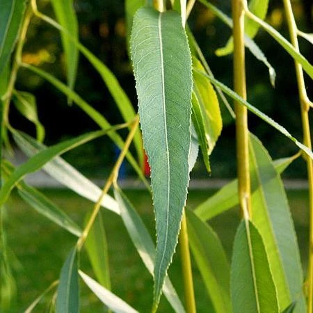 Golden Weeping Willow Tree | Salix Chrysocoma 2 Golden Weeping Willow Tree | Salix Chrysocoma - Image 2