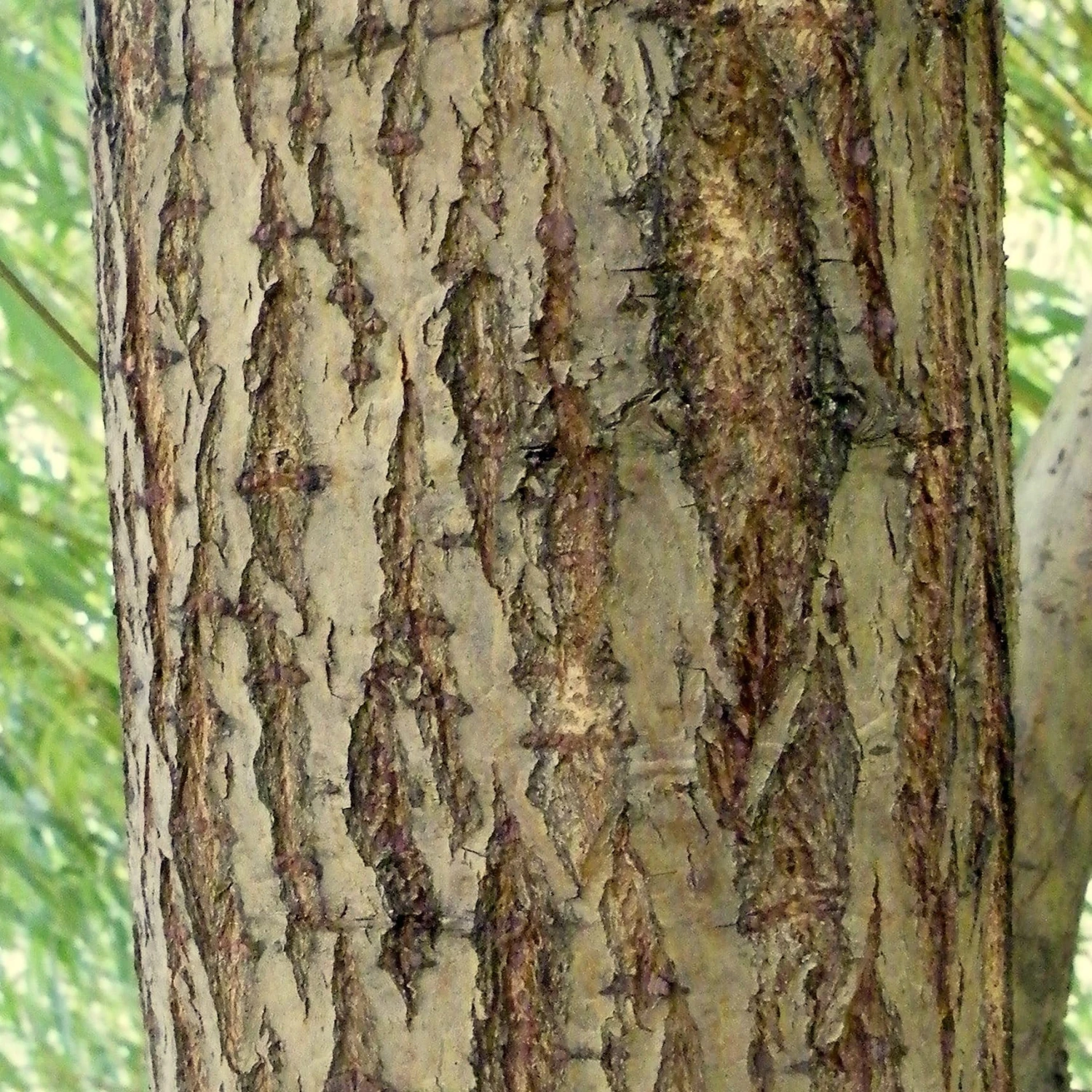 Golden Weeping Willow Tree | Salix Chrysocoma 3 Golden Weeping Willow Tree | Salix Chrysocoma - Image 3