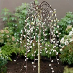 Kilmarnock Dwarf Weeping Willow Tree | Salix Caprea 8 Kilmarnock Dwarf Weeping Willow Tree | Salix Caprea -Plant Promotion Shop ORN0017 2