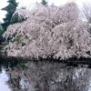Weeping Yoshino Cherry Blossom Tree | Prunus Yedoensis