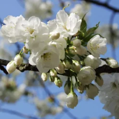 Weeping Yoshino Cherry Blossom Tree | Prunus Yedoensis -Plant Promotion Shop ORN0027 3