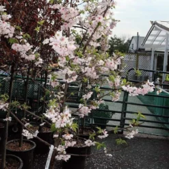 Pink Winter Flowering Cherry Tree | Prunus X Subhirtella 'Autumnalis Rosea' 7 Pink Winter Flowering Cherry Tree | Prunus X Subhirtella 'Autumnalis Rosea' -Plant Promotion Shop ORN0030 2