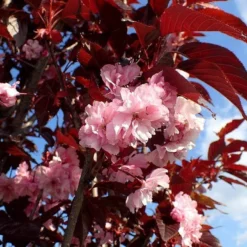 Purple Leaf Cherry Blossom Tree | Prunus Serrulata 'Royal Burgundy' 9 Purple Leaf Cherry Blossom Tree | Prunus Serrulata 'Royal Burgundy' -Plant Promotion Shop ORN0032 1