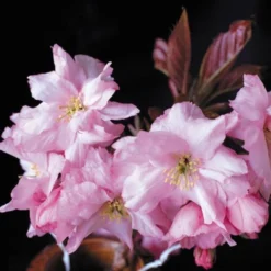 Purple Leaf Cherry Blossom Tree | Prunus Serrulata 'Royal Burgundy' 13 Purple Leaf Cherry Blossom Tree | Prunus Serrulata 'Royal Burgundy' -Plant Promotion Shop ORN0032 2