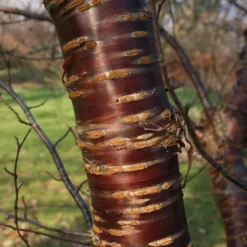 Single Stem Tibetan Cherry Tree | Prunus Serrula -Plant Promotion Shop ORN0034 2