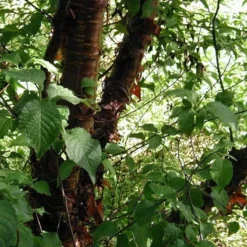 Multi Stem Tibetan Cherry Tree | Prunus Serrula -Plant Promotion Shop ORN0034 4 457f60d6 746c 4a68 a6a8 5139ee4b2b53