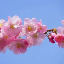 Pink Perfection Cherry Blossom Tree 12 Pink Perfection Cherry Blossom Tree -Plant Promotion Shop ORN0038 4