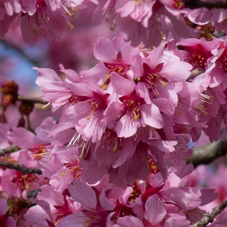 Small Pink Cherry Blossom Tree | Prunus 'Okame' 1 Small Pink Cherry Blossom Tree | Prunus 'Okame'