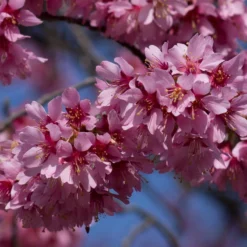 Small Pink Cherry Blossom Tree | Prunus 'Okame' 8 Small Pink Cherry Blossom Tree | Prunus 'Okame' -Plant Promotion Shop ORN0044 3