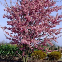 Small Pink Cherry Blossom Tree | Prunus 'Okame' 9 Small Pink Cherry Blossom Tree | Prunus 'Okame' -Plant Promotion Shop ORN0044 4