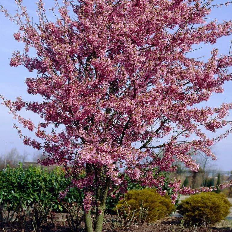 Small Pink Cherry Blossom Tree | Prunus 'Okame' 4 Small Pink Cherry Blossom Tree | Prunus 'Okame' - Image 4