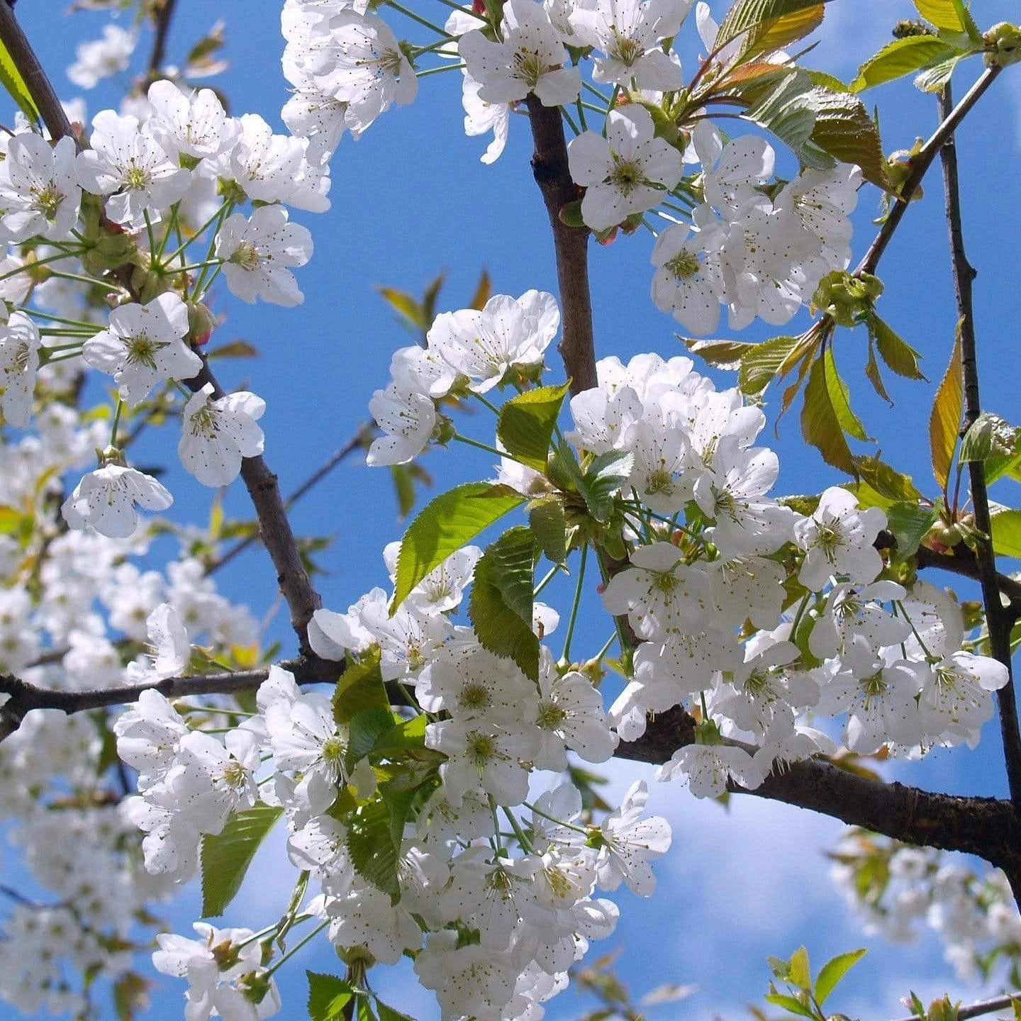 Great White Cherry Blossom Tree | Prunus 'Tai-Haku' 1 Great White Cherry Blossom Tree | Prunus 'Tai-Haku'