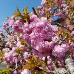Cheal's Weeping Cherry Blossom Tree | Prunus Kiku Shidare Zakura -Plant Promotion Shop ORN0058 4
