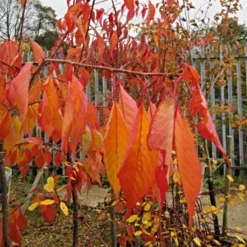 Cheal's Weeping Cherry Blossom Tree | Prunus Kiku Shidare Zakura -Plant Promotion Shop ORN0058 6