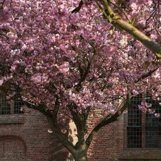 Japanese Cherry Blossom Tree | Prunus Serrulata 'Kanzan' 3 Japanese Cherry Blossom Tree | Prunus Serrulata 'Kanzan' - Image 3