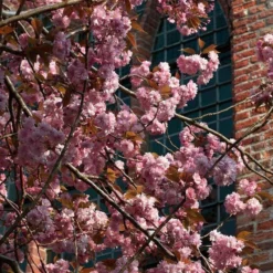 Japanese Cherry Blossom Tree | Prunus Serrulata 'Kanzan' 15 Japanese Cherry Blossom Tree | Prunus Serrulata 'Kanzan' -Plant Promotion Shop ORN0060 3