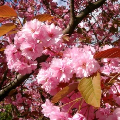 Japanese Cherry Blossom Tree | Prunus Serrulata 'Kanzan' 16 Japanese Cherry Blossom Tree | Prunus Serrulata 'Kanzan' -Plant Promotion Shop ORN0060 4