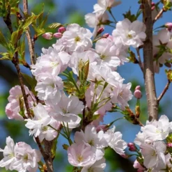 Flagpole Cherry Blossom Tree | Prunus Amanogawa -Plant Promotion Shop ORN0063 3