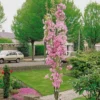 Flagpole Cherry Blossom Tree | Prunus Amanogawa