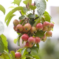 Evereste Crabapple Tree -Plant Promotion Shop ORN0074 3 1475890a 114a 4e97 a720 809279382368