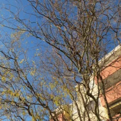 Corkscrew Willow | Salix Matsudana 'Tortuosa' 9 Corkscrew Willow | Salix Matsudana 'Tortuosa' -Plant Promotion Shop ORN0100 2