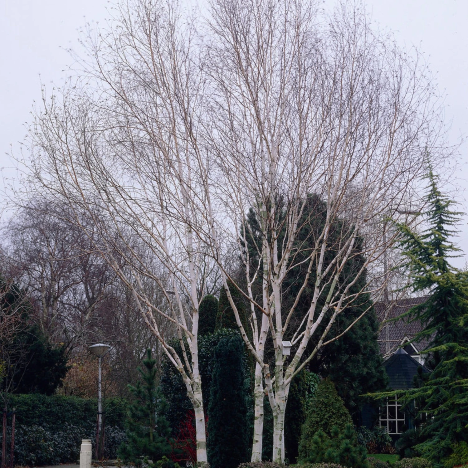Himalayan Birch Tree | Betula Utilis Jacquemontii 6 Himalayan Birch Tree | Betula Utilis Jacquemontii - Image 6