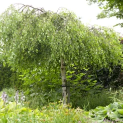 Weeping Silver Birch Tree | Betula Pendula Youngii