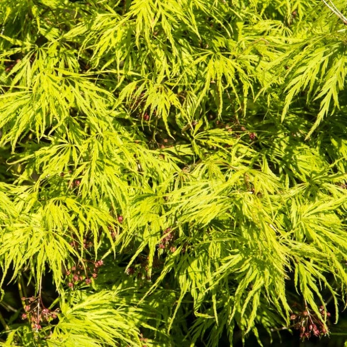 Green Weeping Japanese Maple Tree | Acer Palmatum 'Dissectum' 2 Green Weeping Japanese Maple Tree | Acer Palmatum 'Dissectum' - Image 2