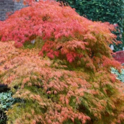 Green Weeping Japanese Maple Tree | Acer Palmatum 'Dissectum' 5 Green Weeping Japanese Maple Tree | Acer Palmatum 'Dissectum' -Plant Promotion Shop ORN0197 3