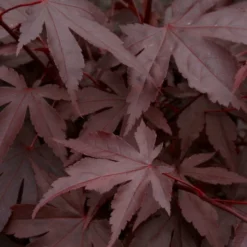 Red Japanese Maple Tree | Acer Palmatum 'Fireglow' 6 Red Japanese Maple Tree | Acer Palmatum 'Fireglow' -Plant Promotion Shop ORN0198 3