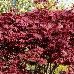 Red Japanese Maple Tree | Acer Palmatum 'Fireglow' 7 Red Japanese Maple Tree | Acer Palmatum 'Fireglow' -Plant Promotion Shop ORN0198 4