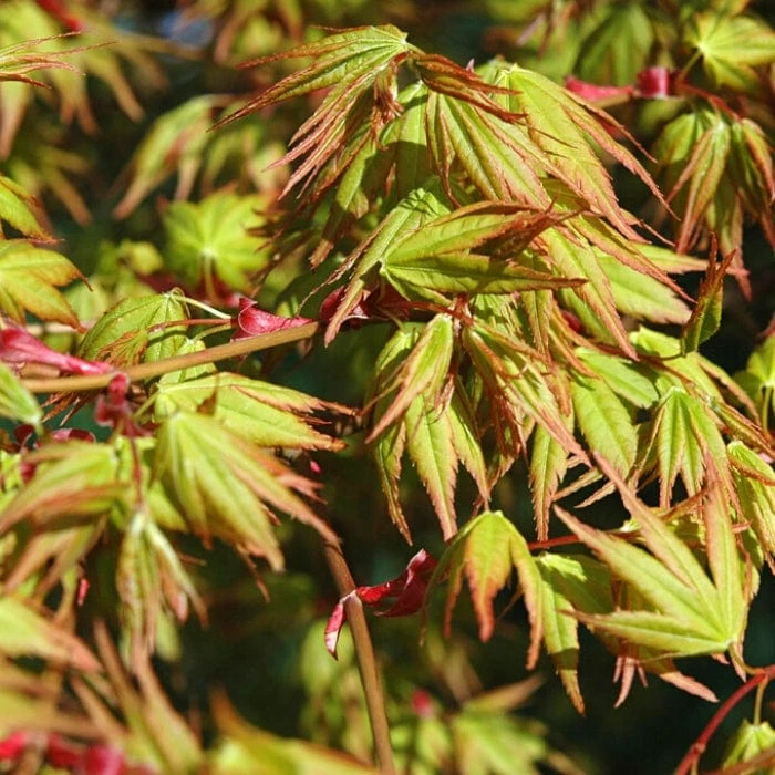 Japanese Maple Tree | Acer Palmatum 'Katsura' 2 Japanese Maple Tree | Acer Palmatum 'Katsura' - Image 2