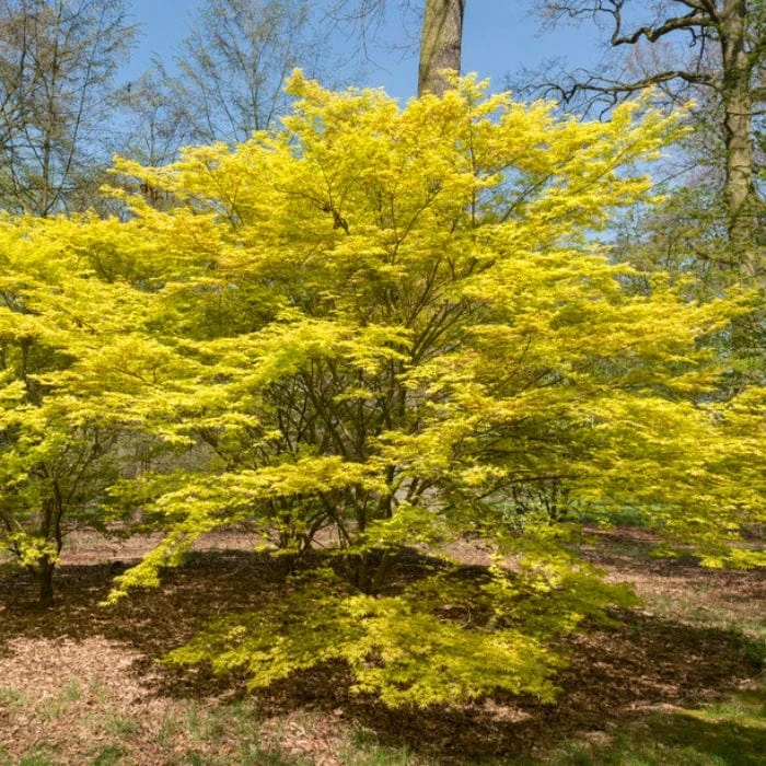 Japanese Maple Tree | Acer Palmatum 'Katsura' 1 Japanese Maple Tree | Acer Palmatum 'Katsura'