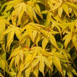 Japanese Maple Tree | Acer Palmatum 'Katsura' 8 Japanese Maple Tree | Acer Palmatum 'Katsura' -Plant Promotion Shop ORN0202 4