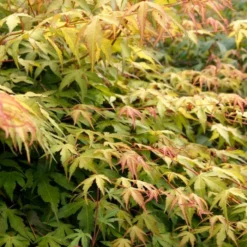 Japanese Maple Tree | Acer Palmatum 'Katsura' 9 Japanese Maple Tree | Acer Palmatum 'Katsura' -Plant Promotion Shop ORN0202 6