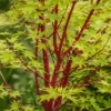 Coral Bark Japanese Maple Tree | Acer Palmatum 'Sangokaku'