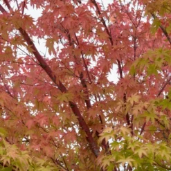 Coral Bark Japanese Maple Tree | Acer Palmatum 'Sangokaku' -Plant Promotion Shop ORN0204 4