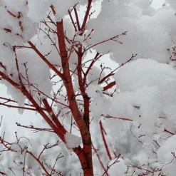 Coral Bark Japanese Maple Tree | Acer Palmatum 'Sangokaku' -Plant Promotion Shop ORN0204 8