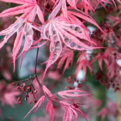 Variegated Japanese Maple Tree | Acer Palmatum 'Shirazz' 5 Variegated Japanese Maple Tree | Acer Palmatum 'Shirazz' -Plant Promotion Shop ORN0206 4