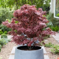 Purple Japanese Maple Tree | Acer Palmatum 'Atropurpureum' -Plant Promotion Shop ORN0207 3