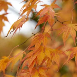 Purple Japanese Maple Tree | Acer Palmatum 'Atropurpureum' -Plant Promotion Shop ORN0207 4