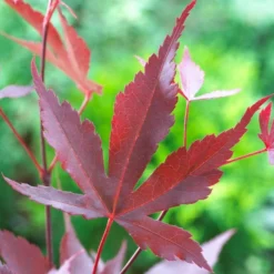 Purple Japanese Maple Tree | Acer Palmatum 'Atropurpureum' -Plant Promotion Shop ORN0207 5