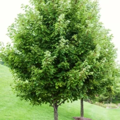 Canadian Red Maple Tree | Acer Rubrum -Plant Promotion Shop ORN0212 1